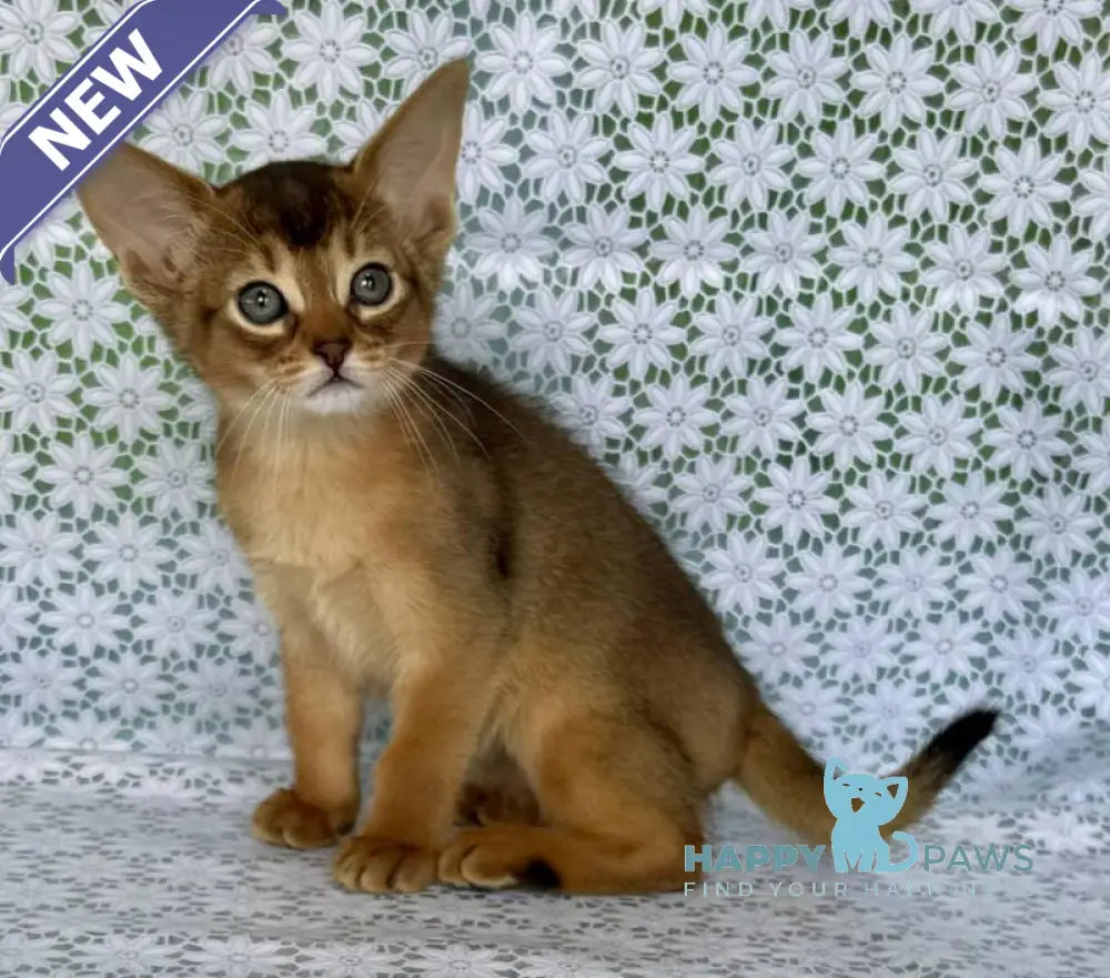Elsie Abyssinian female ruddy - live animals