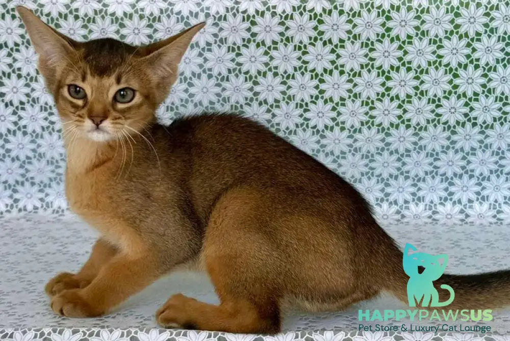 Elsie Abyssinian female ruddy - live animals