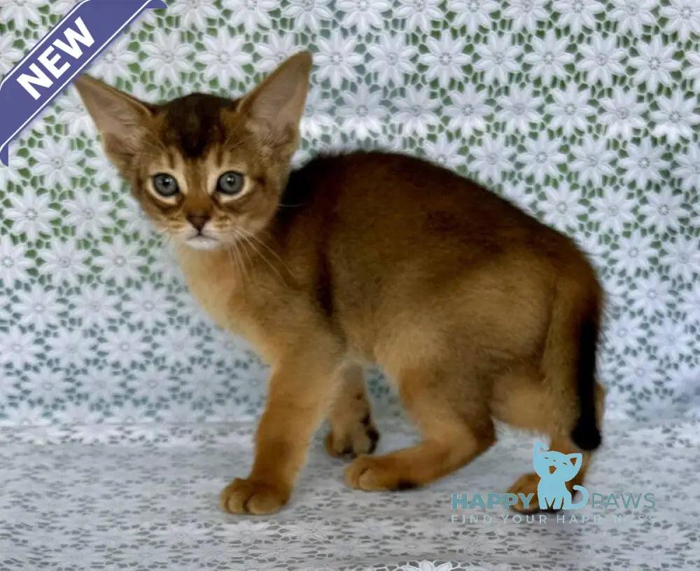 Elsie Abyssinian female ruddy - live animals