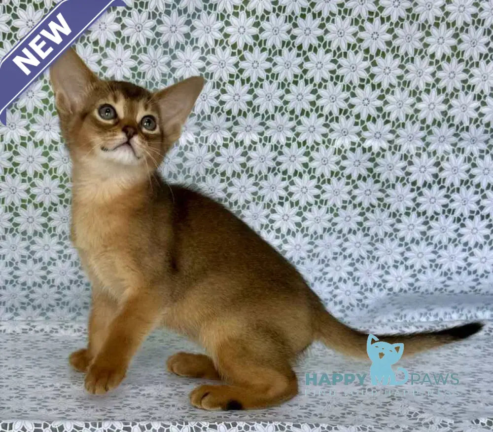 Elsie Abyssinian female ruddy - live animals