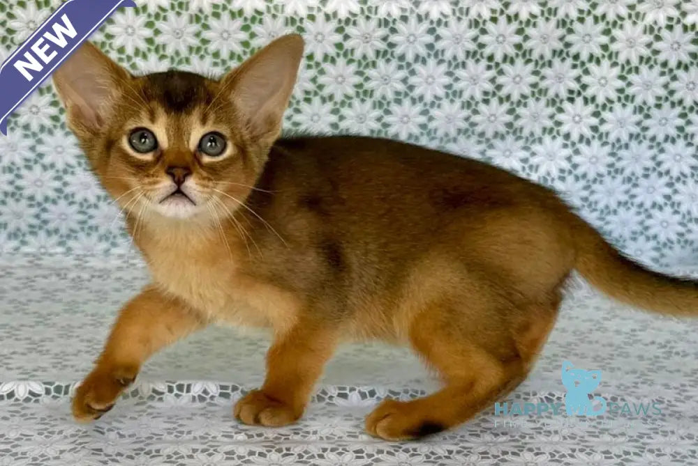 Elsie Abyssinian female ruddy - live animals