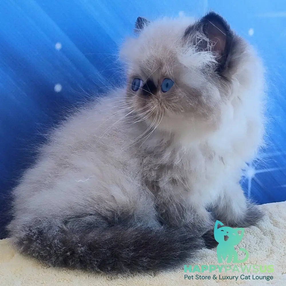 Elsie Persian female black pointed - live animals