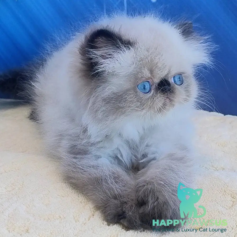 Elsie Persian female black pointed - live animals