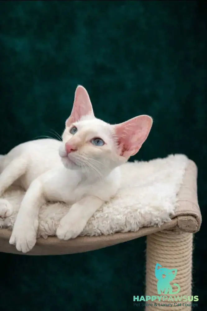 Elton Siamese male cream tabby - live animals