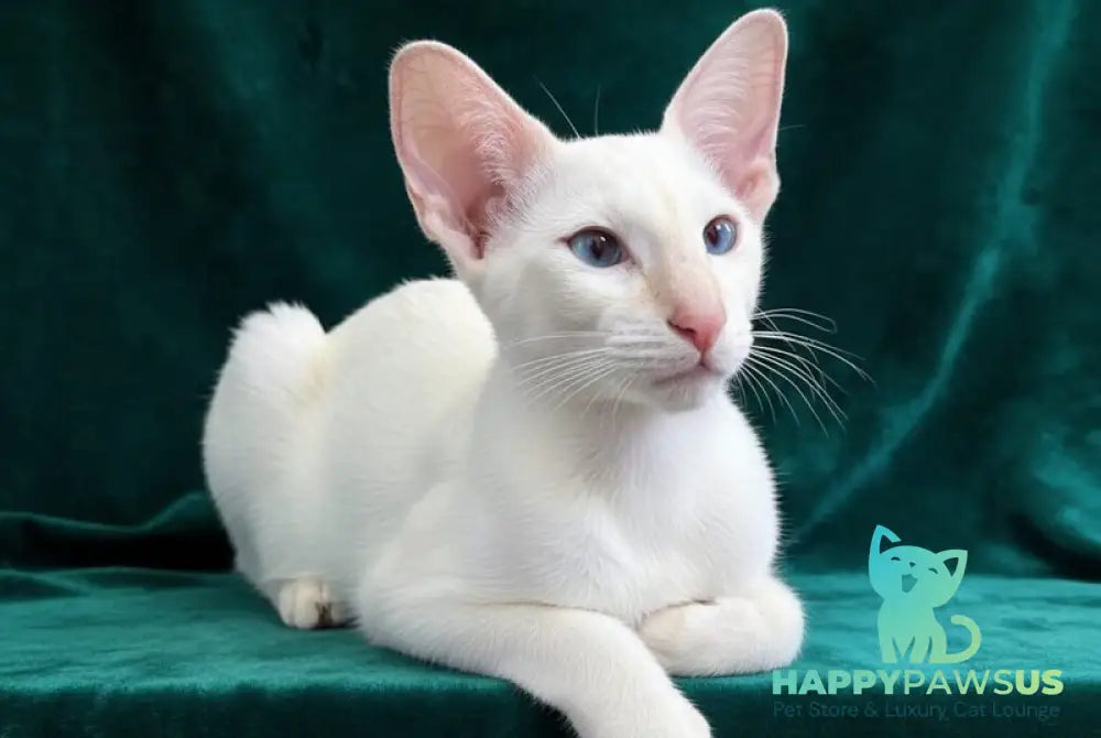 Elton Siamese male cream tabby - live animals