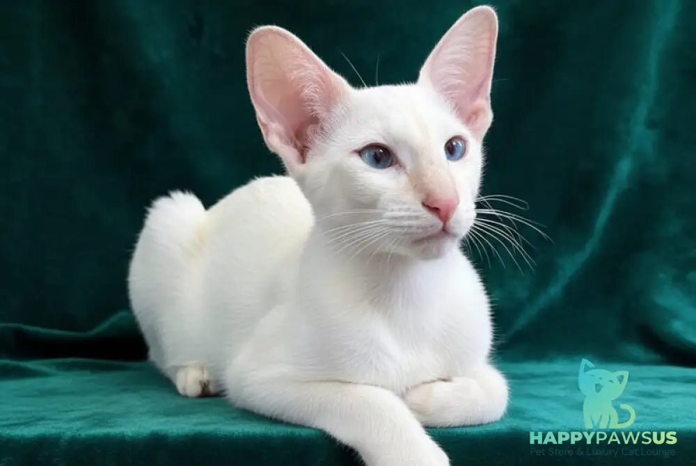 Elton Siamese male cream tabby - live animals
