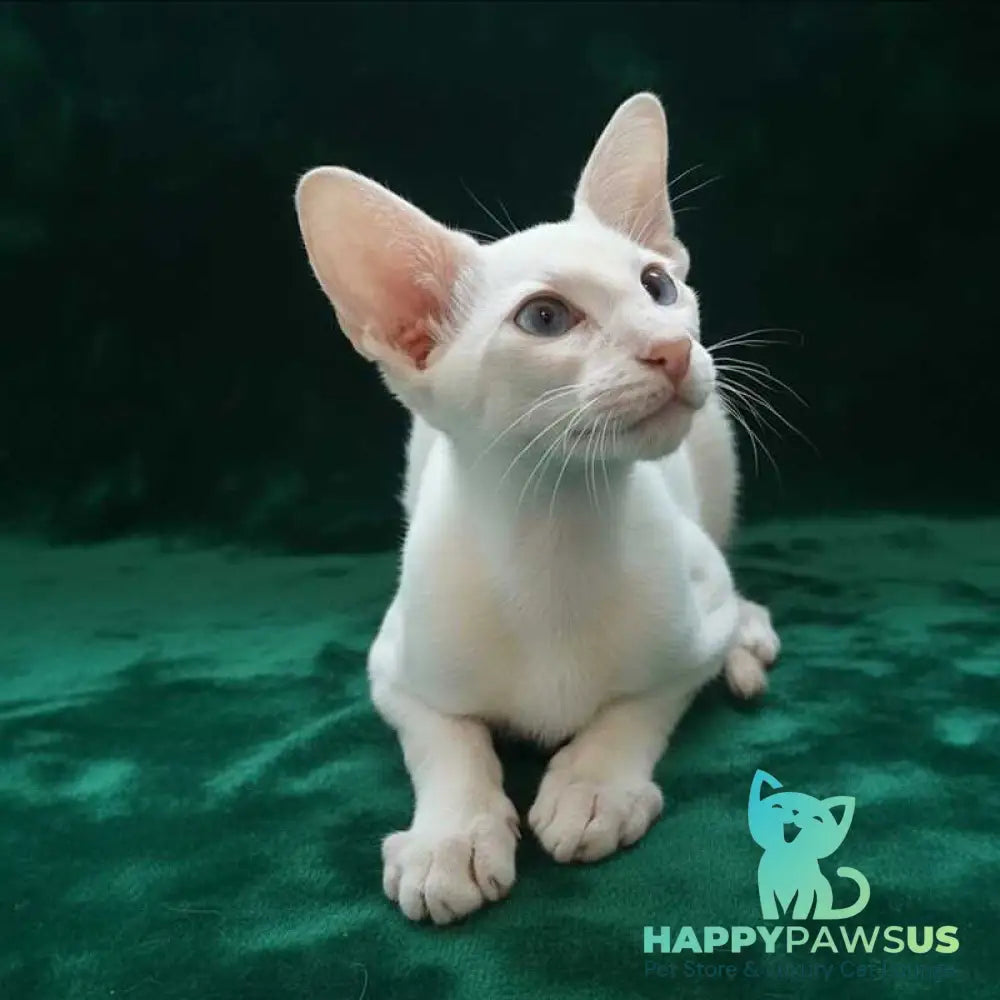 Elton Siamese male cream tabby - live animals