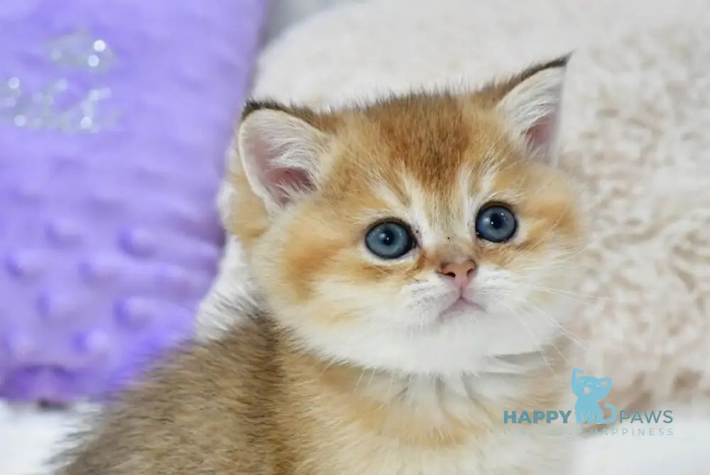 Elvin British Shorthair male black golden shaded live animals