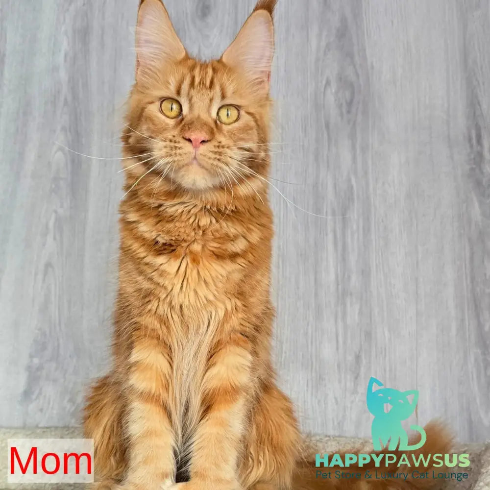 Elvin Maine Coon male red - live animals
