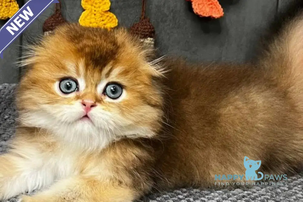 Elvin Scottish Fold male black golden ticked tabby live animals