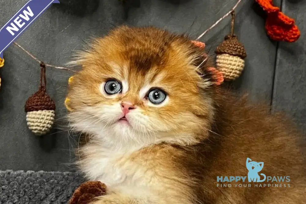 Elvin Scottish Fold male black golden ticked tabby live animals