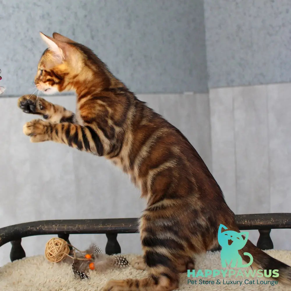 Elvis Bengal male black spotted tabby - live animals
