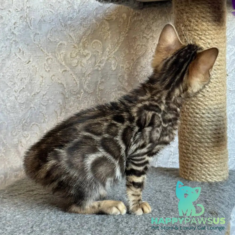 Elvis Bengal male black spotted tabby - live animals