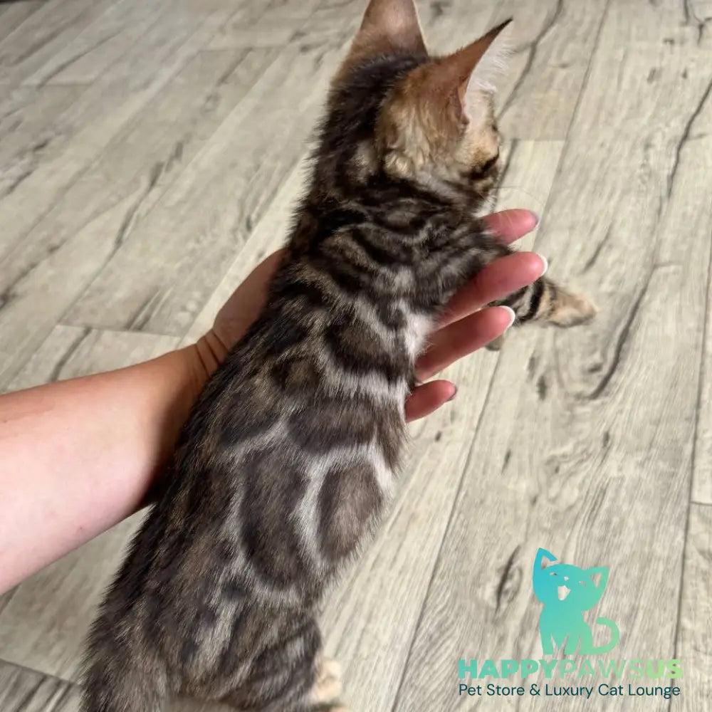 Elvis Bengal male black spotted tabby - live animals