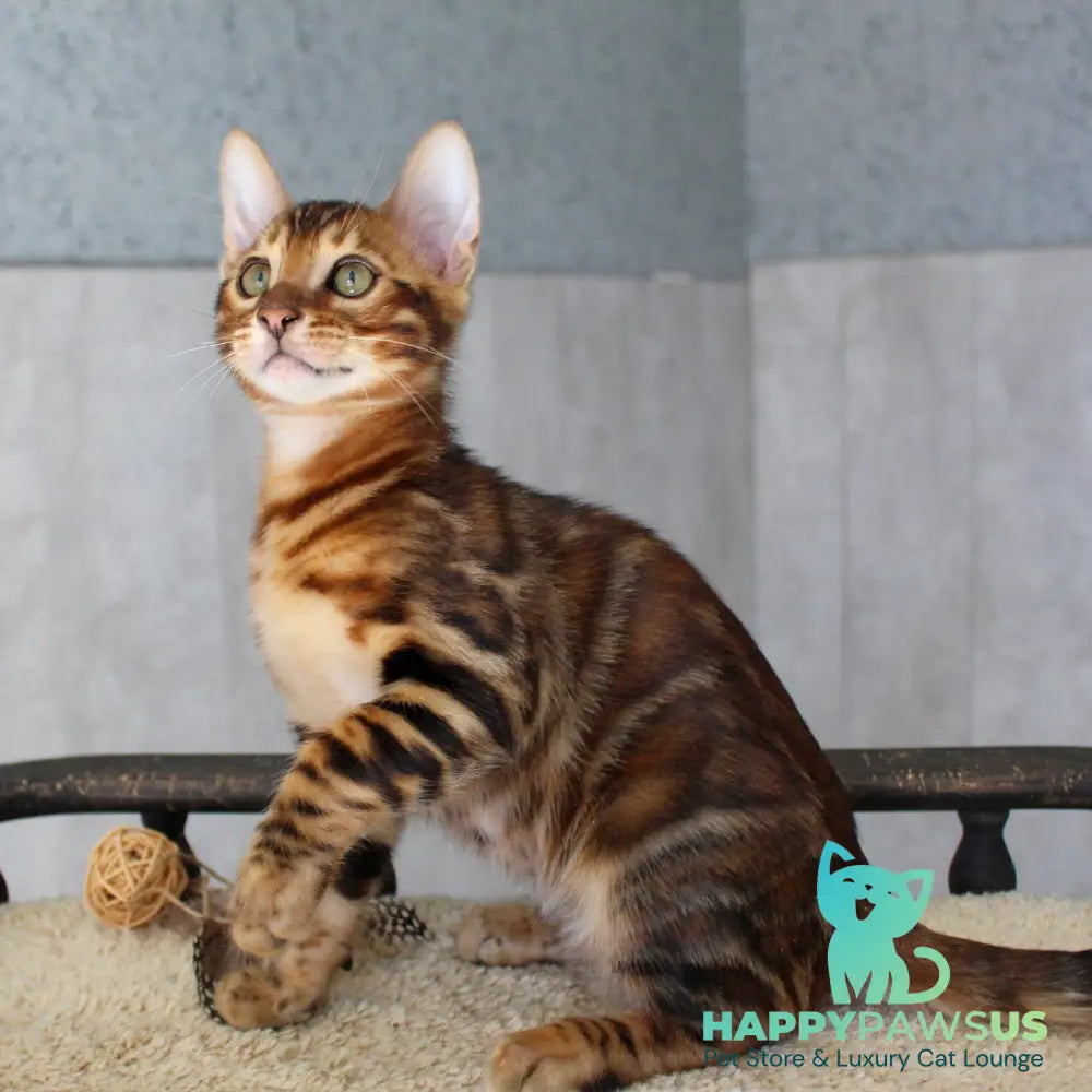 Elvis Bengal male black spotted tabby - live animals