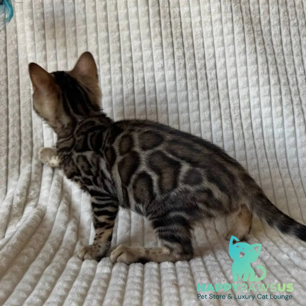 Elvis Bengal male black spotted tabby - live animals