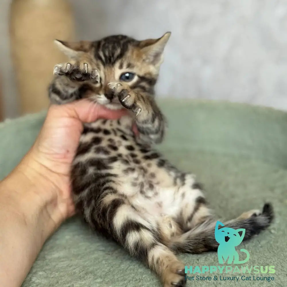 Elvis Bengal male black spotted tabby - live animals