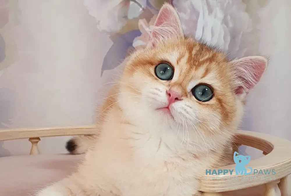 Elvis British Shorthair male black golden chinchilla - live animals
