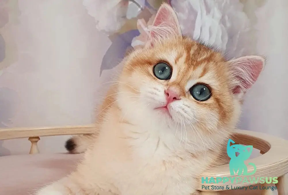 Elvis British Shorthair male black golden chinchilla - live animals