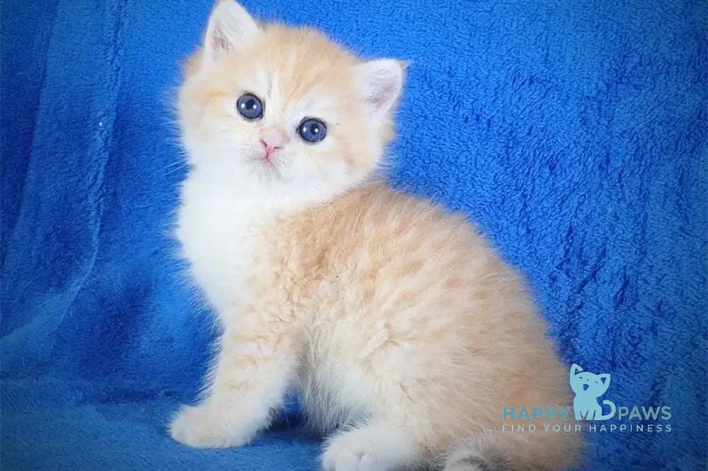 Elvis British Shorthair male black golden spotted tabby live animals