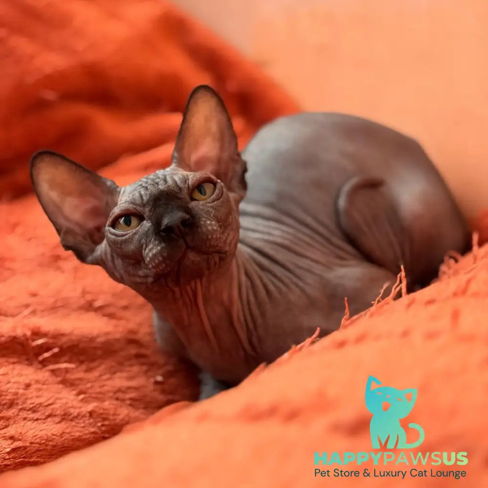 Elvis Canadian Sphynx male black - live animals