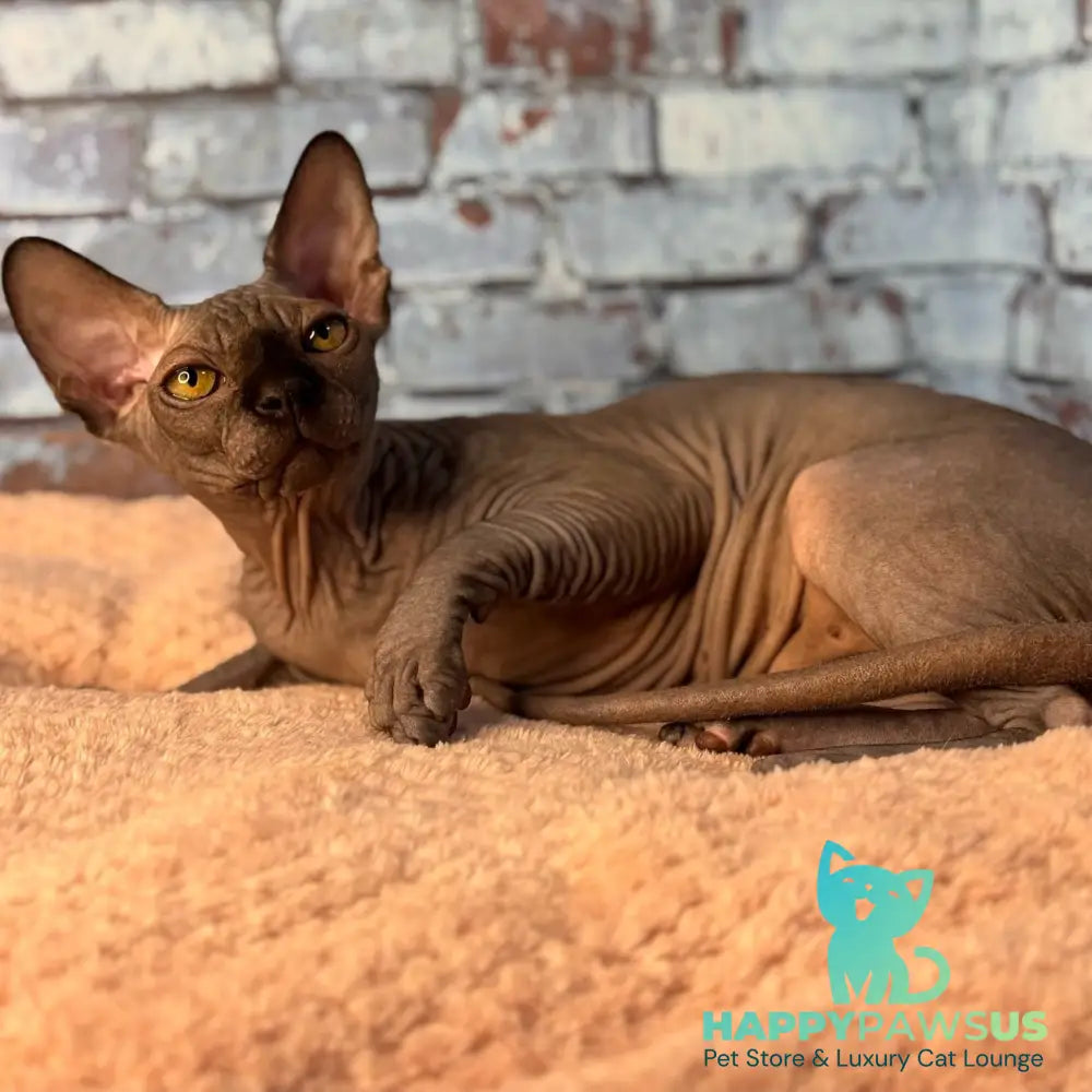 Elvis Canadian Sphynx male black - live animals