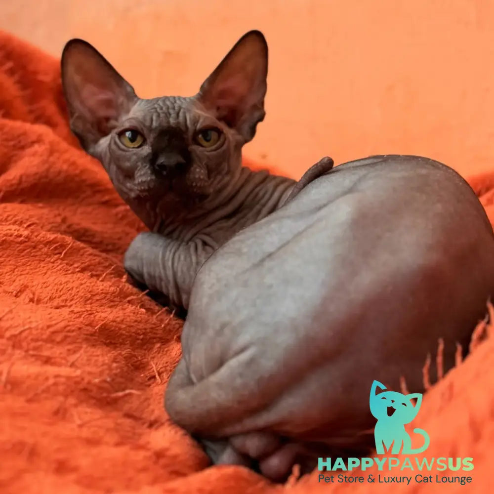 Elvis Canadian Sphynx male black - live animals
