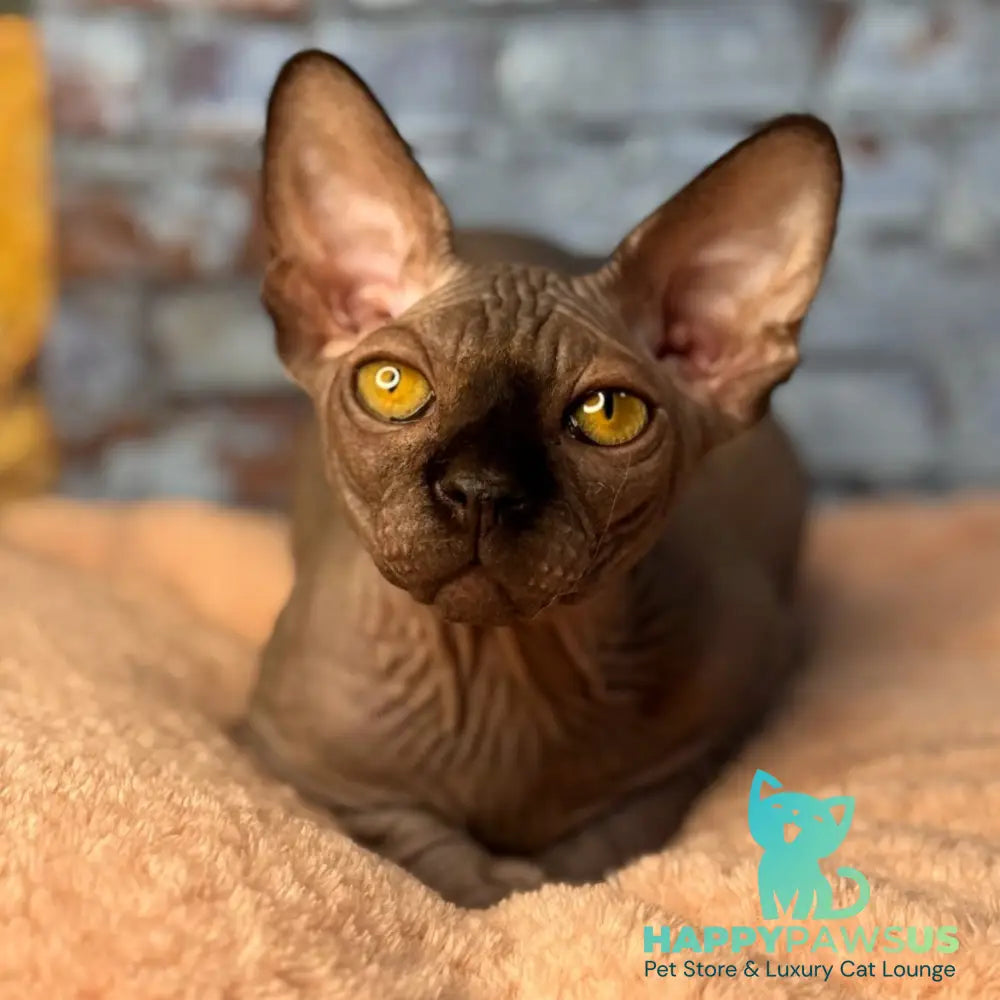 Elvis Canadian Sphynx male black - live animals