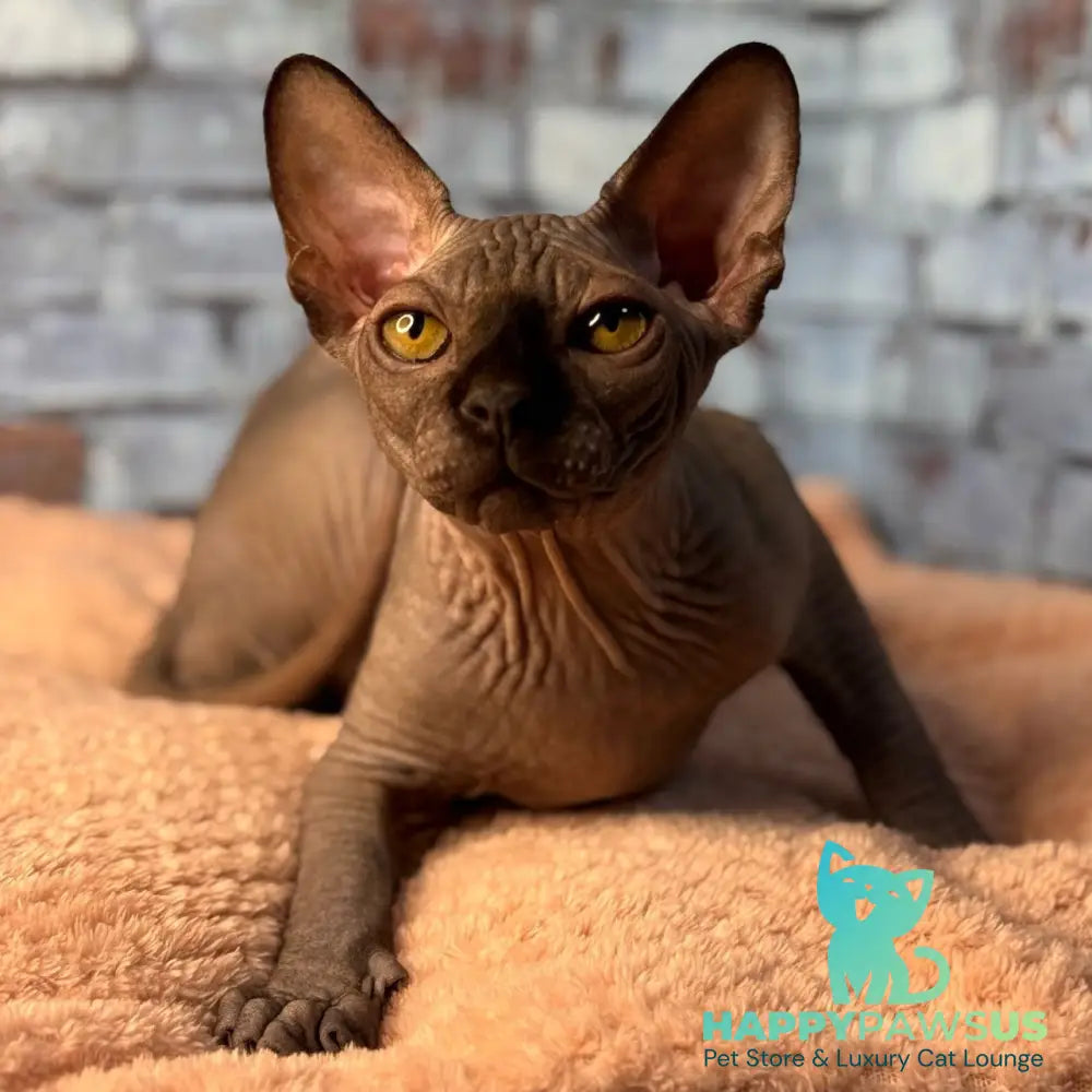 Elvis Canadian Sphynx male black - live animals
