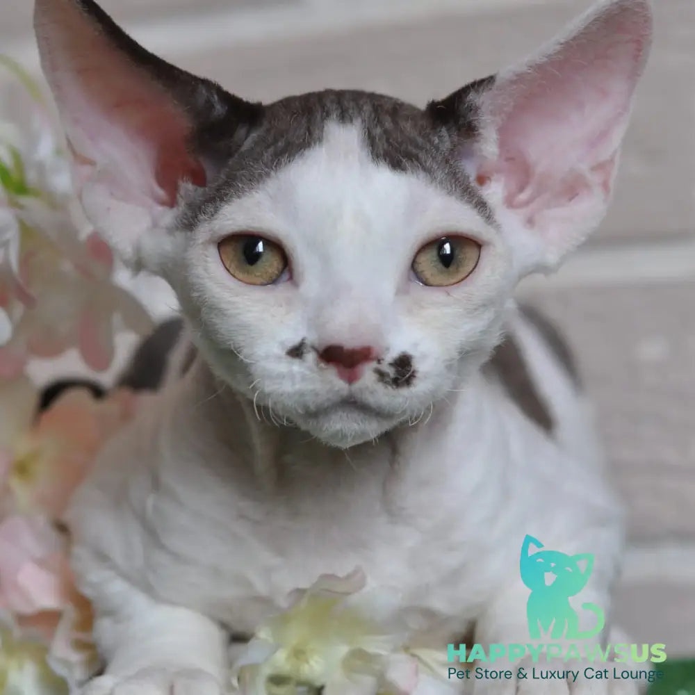 Elvis Devon Rex male chocolate harlequin - live animals