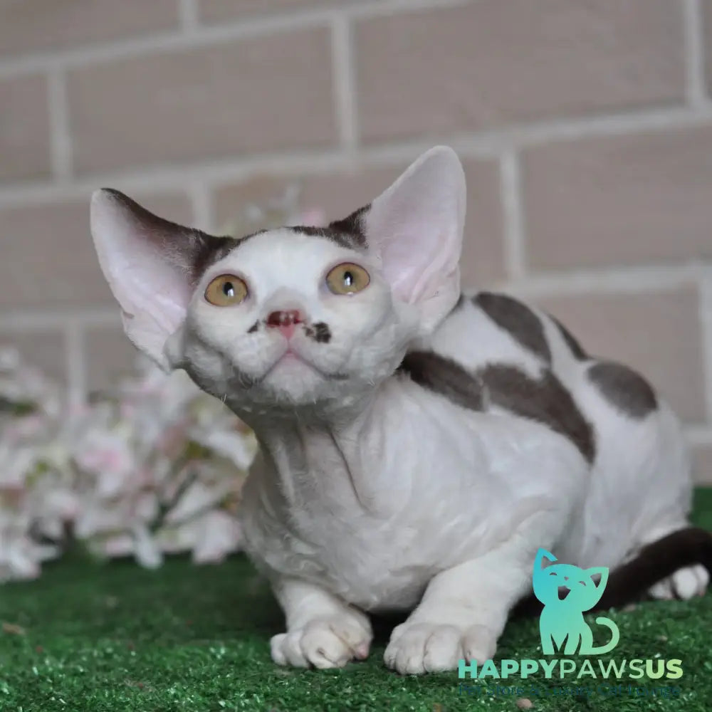 Elvis Devon Rex male chocolate harlequin - live animals