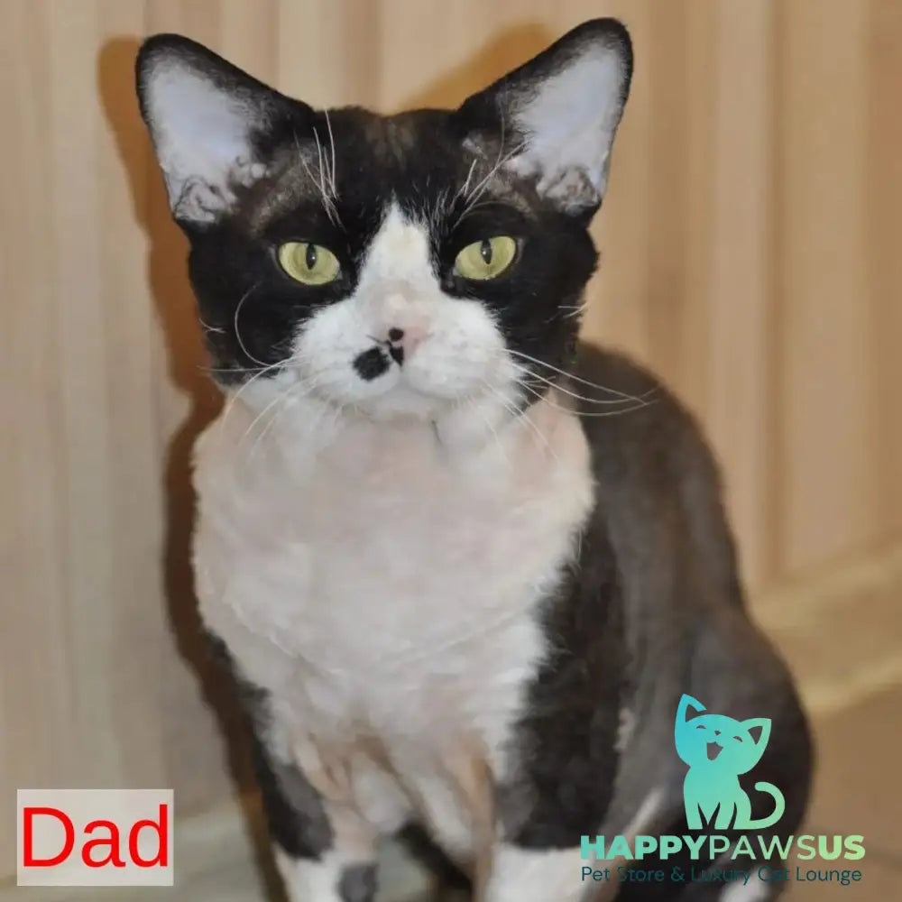 Elvis Devon Rex male chocolate harlequin - live animals