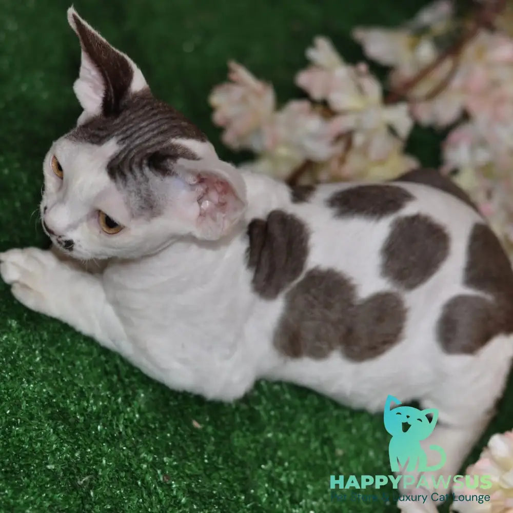 Elvis Devon Rex male chocolate harlequin - live animals