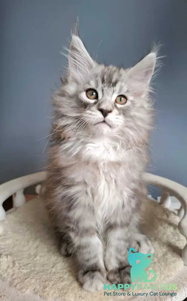 Elvis Maine Coon male black silver tabby - live animals