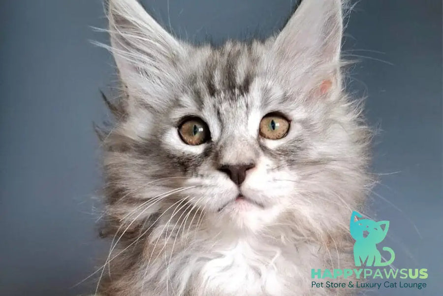Elvis Maine Coon male black silver tabby - live animals