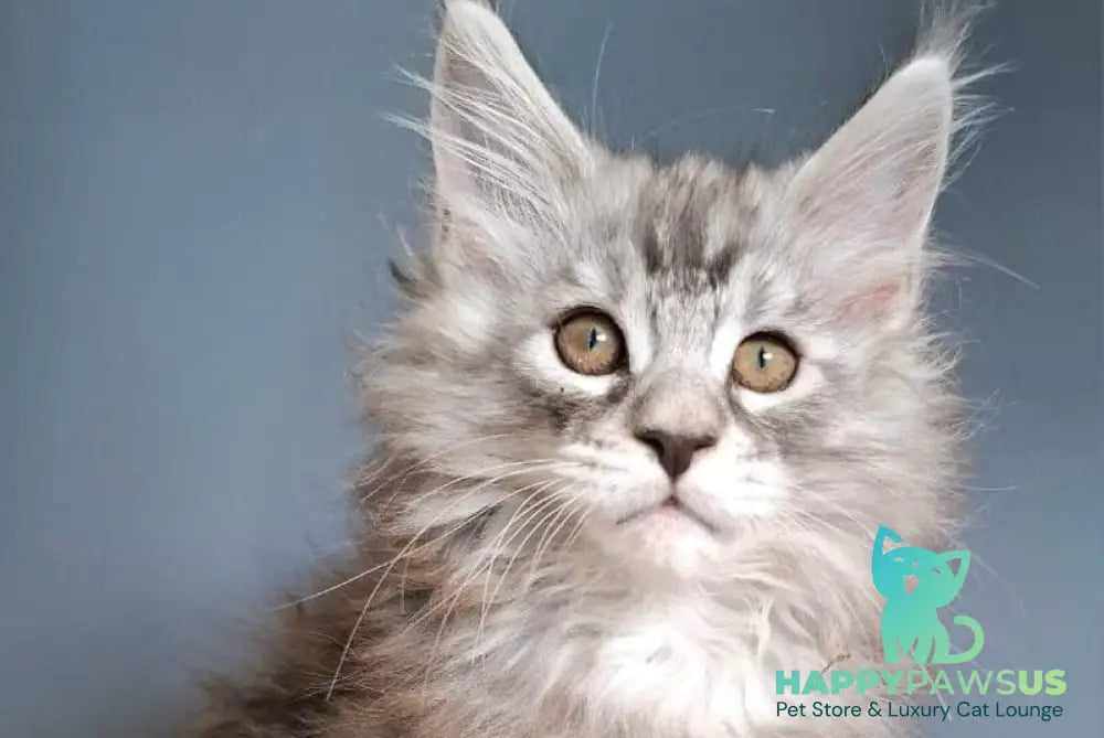 Elvis Maine Coon male black silver tabby - live animals