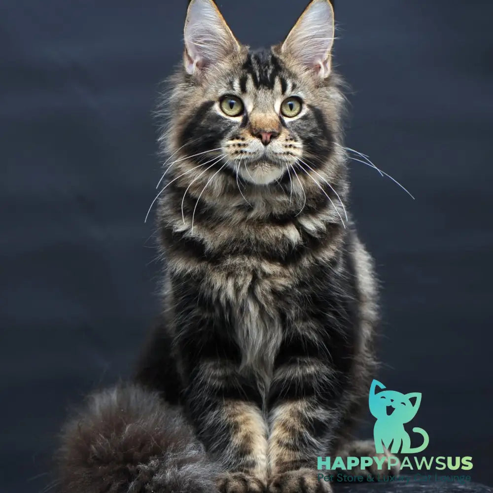 Elvis Maine Coon male black tabby - live animals