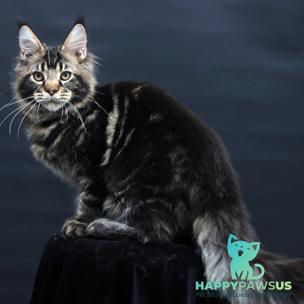 Elvis Maine Coon male black tabby - live animals