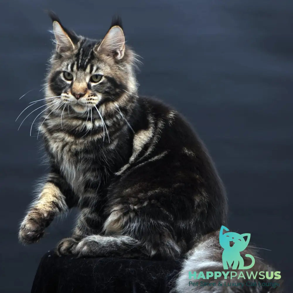 Elvis Maine Coon male black tabby - live animals