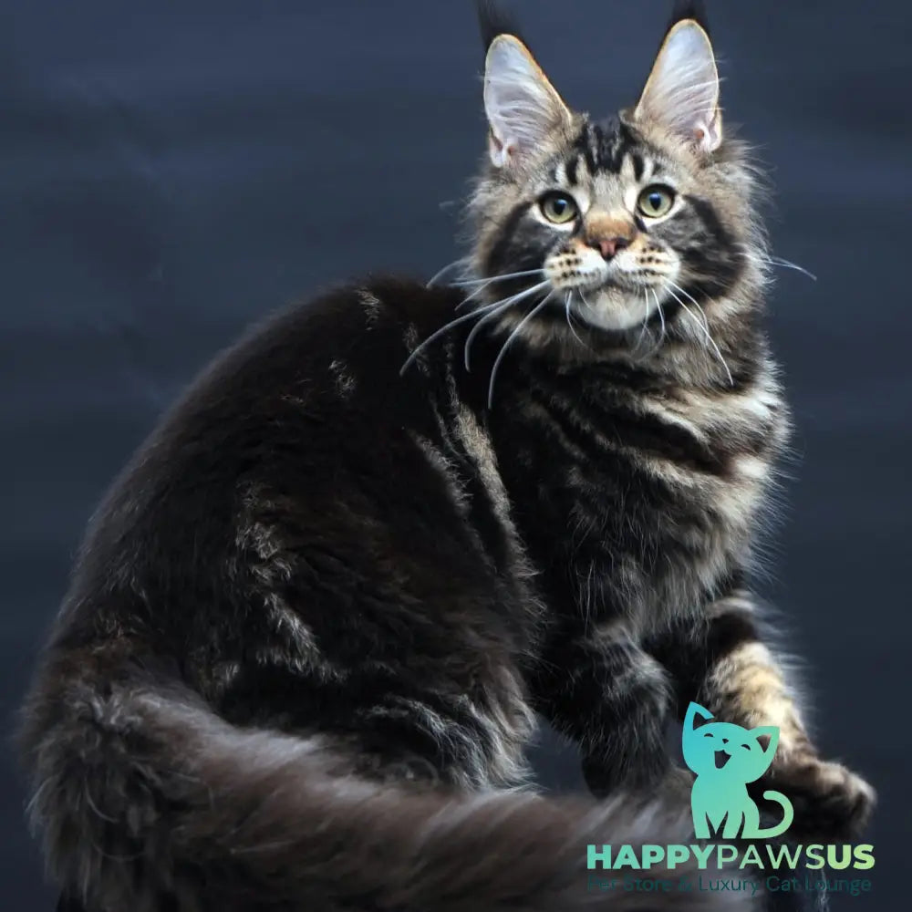 Elvis Maine Coon male black tabby - live animals