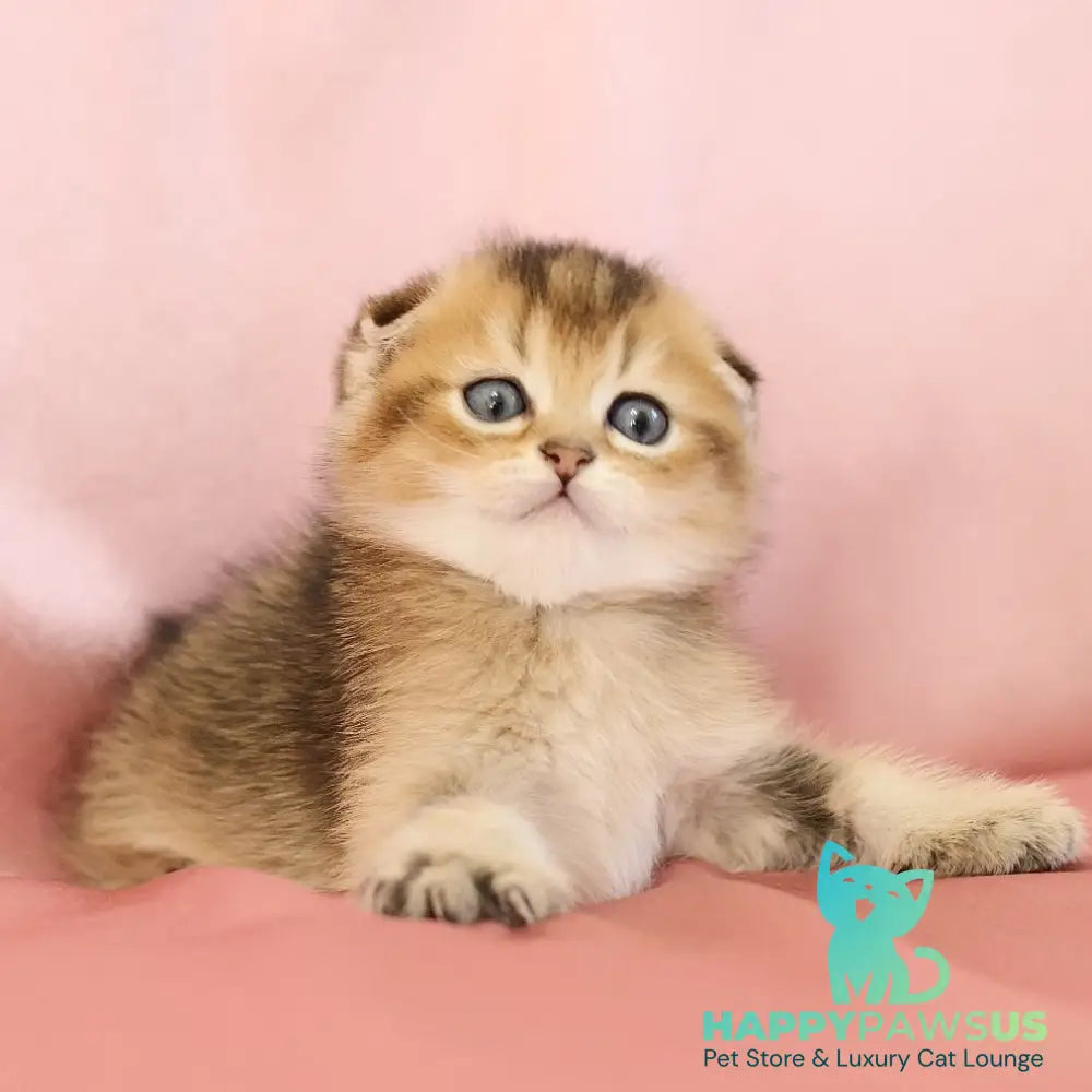 Elvis Scottish Fold male black golden ticked tabby - live animals