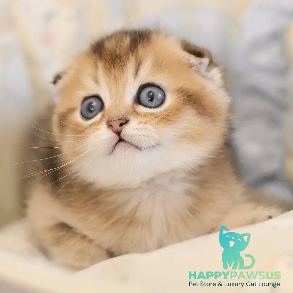 Elvis Scottish Fold male black golden ticked tabby - live animals