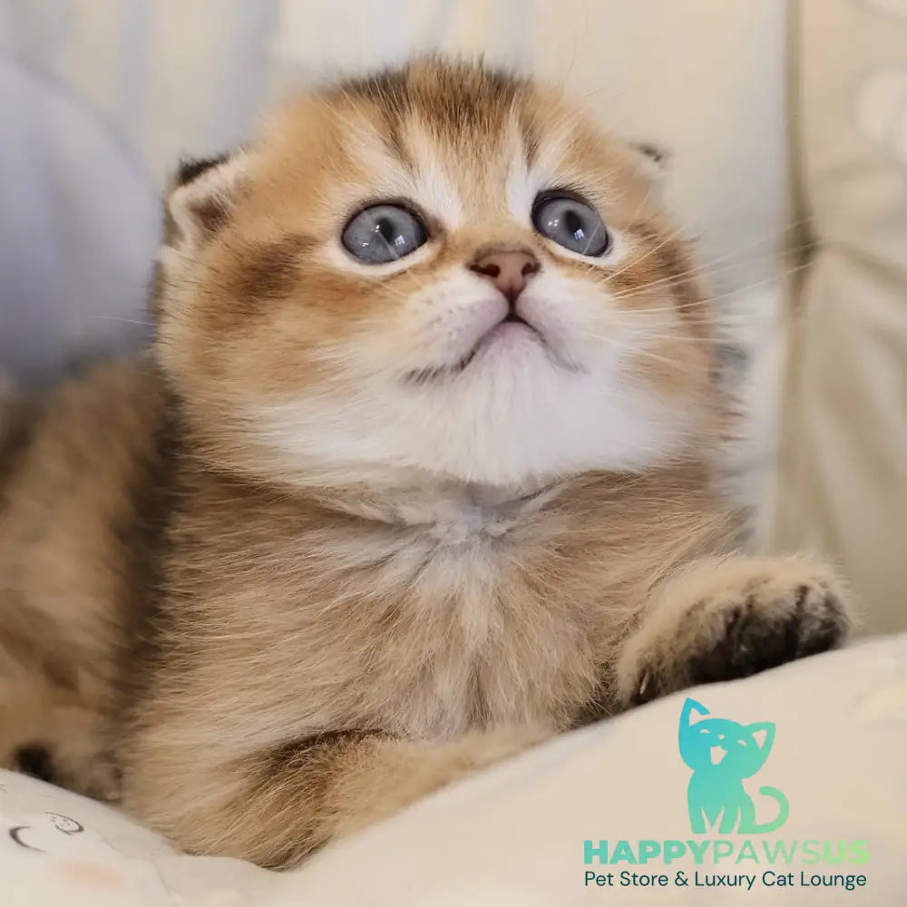 Elvis Scottish Fold male black golden ticked tabby - live animals