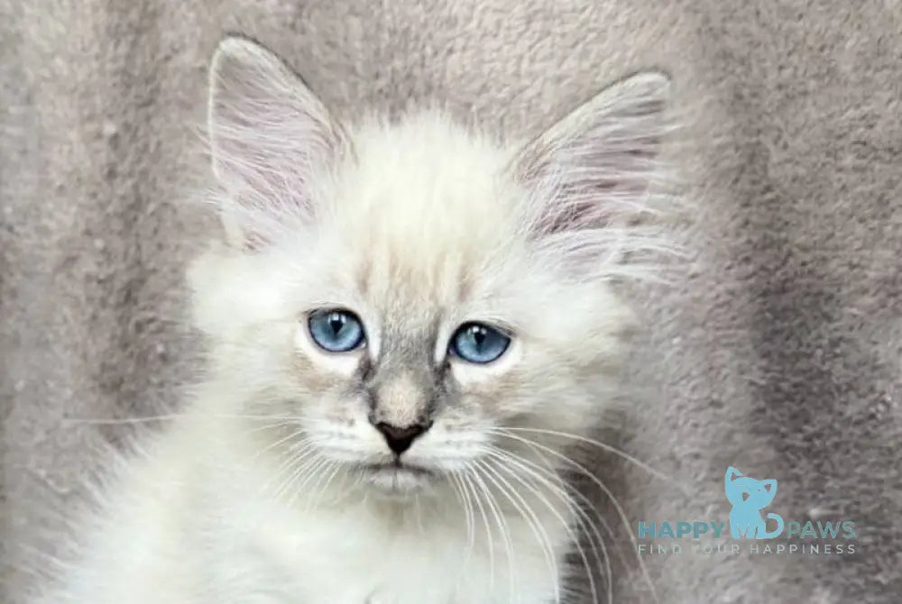 Elvis Siberian male blue tabby pointed live animals