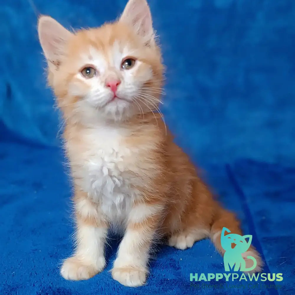 Elvis Siberian male red tabby - live animals