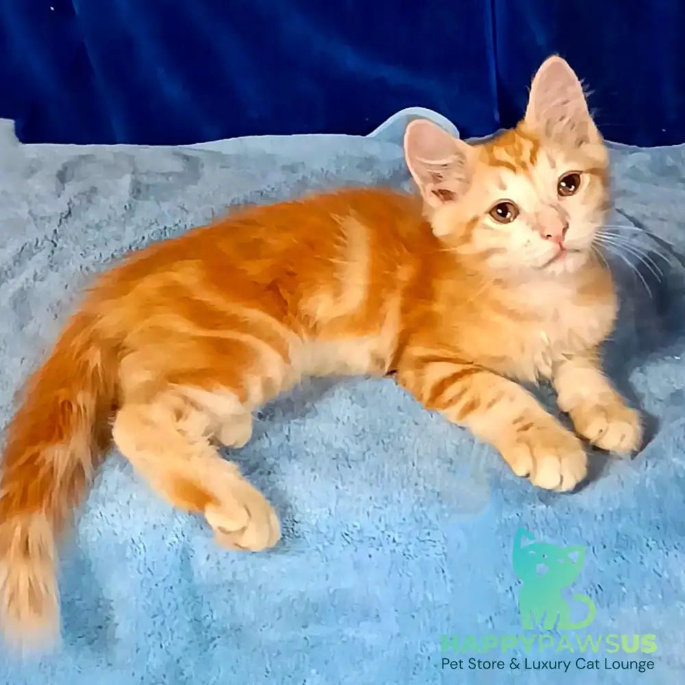 Еlvis Siberian male red tabby - live animals