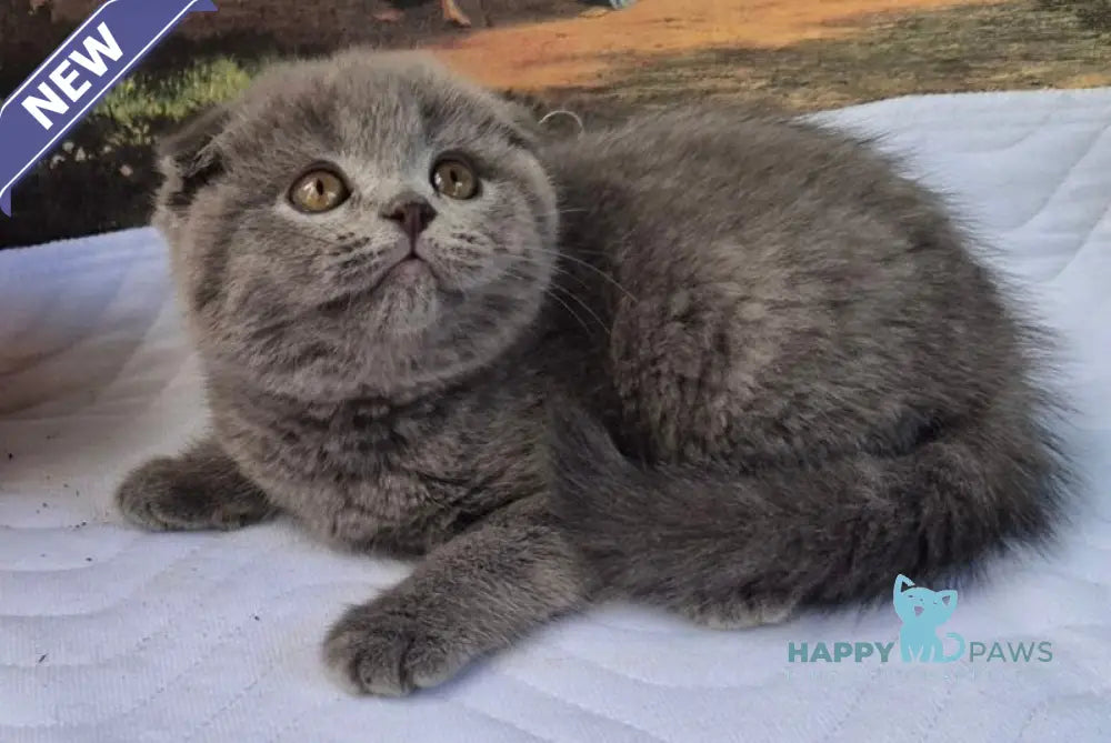 Elya Scottish Fold female blue live animals