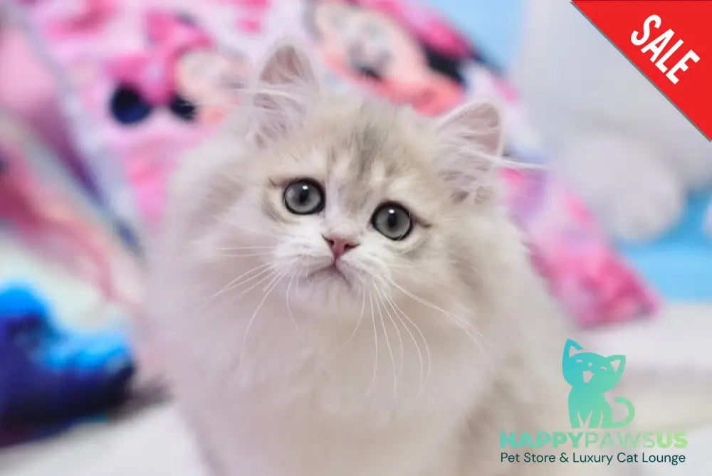 Elza British Longhair female blue golden chinchilla live animals