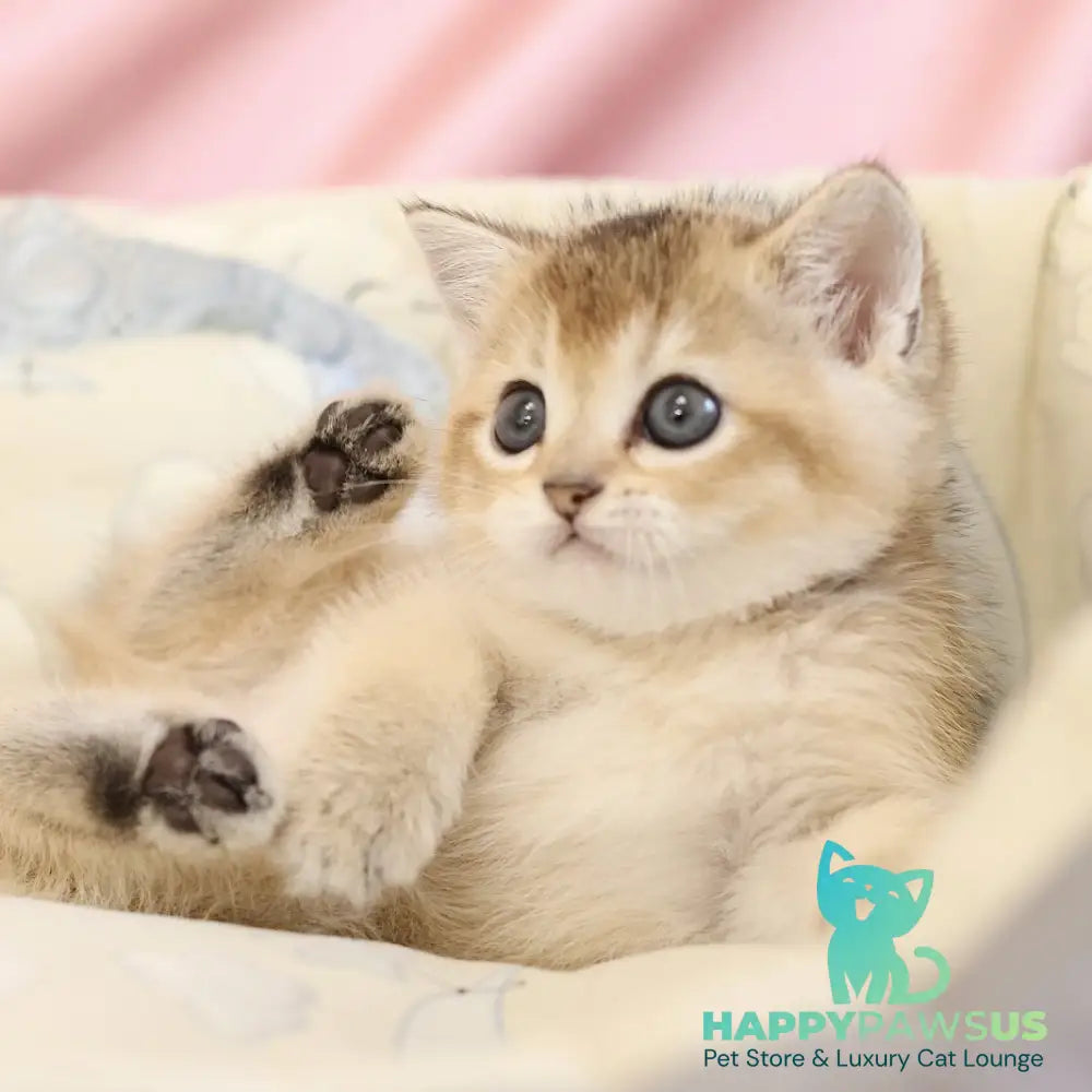 Elza Scottish Straight female black golden ticked tabby - live animals