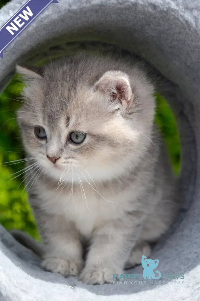 Elza Scottish Straight female blue ticked tabby - live animals